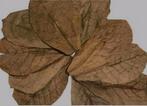 Catappabladeren (groot), Ophalen of Verzenden, Nieuw, Plant(en), Steen of Hout