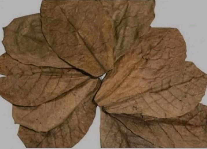 Catappabladeren (groot), Dieren en Toebehoren, Vissen | Aquaria en Toebehoren, Nieuw, Plant(en), Steen of Hout, Ophalen of Verzenden