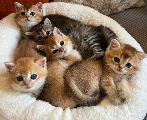 Britse langhaar en kortharige kittens mix, Dieren en Toebehoren, Katten en Kittens | Raskatten | Langhaar