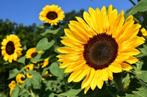 Zonnebloem pitten gezocht voor onze hobby kippen! Ruilen, Ophalen, Volle zon, Groenteplanten, Eenjarig
