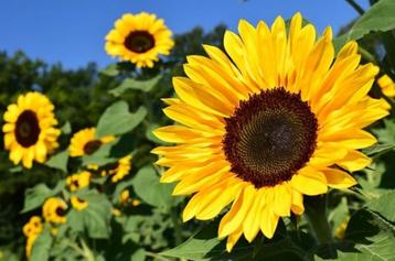 Zonnebloem pitten gezocht voor onze hobby kippen! Ruilen beschikbaar voor biedingen