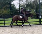 Zeer brave 8 jarige ruin, Ruin, B, 160 tot 165 cm, 7 tot 10 jaar