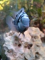 Zebra Cichliden (Amatitlania nigrofasciata, Dieren en Toebehoren, Vissen | Aquariumvissen, Vis