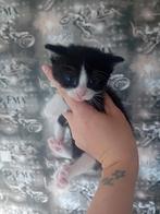 Kittens, Poes