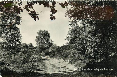 (387-232-015) De Steeg Bos Nabij de Posbank, Verzamelen, Ansichtkaarten | Nederland, Gelderland, Verzenden