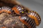 Armadillidium Klugii Montenegro, Dieren en Toebehoren, Insecten en Spinnen, Overige soorten