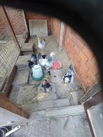 Haantjes, Dieren en Toebehoren, Pluimvee, Mannelijk, Kip