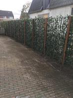Hedera kant en klaar hagen hele jaar groen en privacy