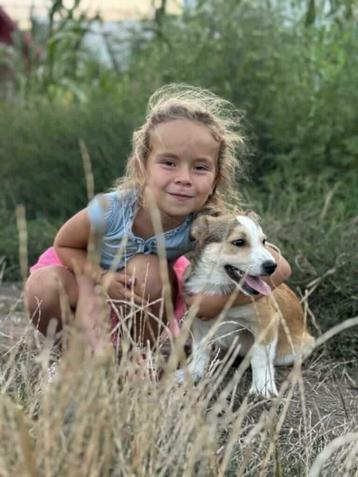 Medium corgi mix pup reutjes 4 maanden beschikbaar voor biedingen
