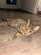 Kitten 12 maanden, Poes, Ontwormd
