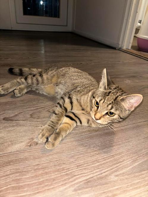 Kitten 12 maanden, Dieren en Toebehoren, Katten en Kittens | Raskatten | Korthaar, Poes, Ontwormd