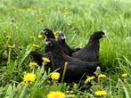 Jonge tamme Marans kippen hennetjes, gesekst en ingeënt, Dieren en Toebehoren, Pluimvee, Vrouwelijk, Kip