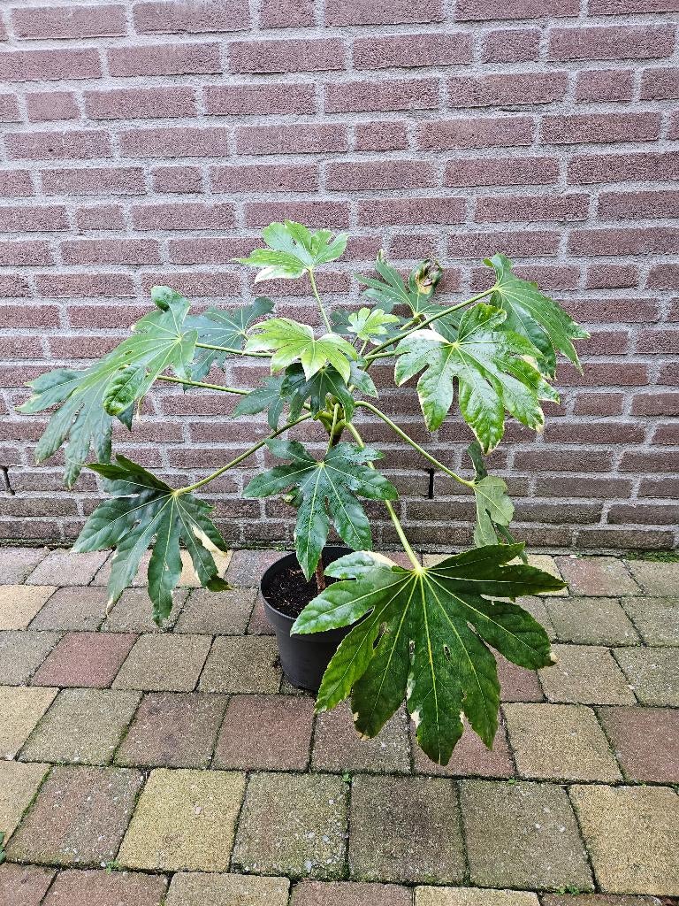 Fatsia japonica 'Variegata', Tuin en Terras, Ophalen, Overige soorten, Halfschaduw
