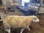 dekrammen, Mannelijk, Schaap, 3 tot 5 jaar