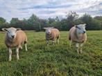Mooie Dekrammen, Dieren en Toebehoren, Mannelijk, Schaap, 0 tot 2 jaar