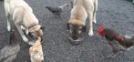 Kangal, Dieren en Toebehoren, Particulier, Overige rassen, 8 tot 15 weken, Buitenland