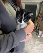 2 lieve meisjes kittens, Poes, Kortharig, 0 tot 2 jaar