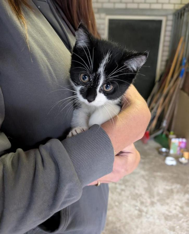 2 lieve meisjes kittens, Dieren en Toebehoren, Katten en Kittens | Overige Katten, Kortharig, Poes, 0 tot 2 jaar