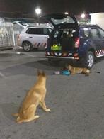 Mechelse herder, 6 jaar of ouder, Reu, Rabiës (hondsdolheid), Eén hond