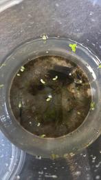 Neocardina laatste 20 stuks, Dieren en Toebehoren