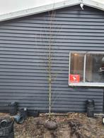 Amberboom - Liquidambar Worplesdon ca. 300 cm, Tuin en Terras, Planten | Bomen, Bloeit niet, Halfschaduw, 250 tot 400 cm, Overige soorten