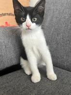 Kitten, Dieren en Toebehoren, Katten en Kittens | Overige Katten, Meerdere dieren, Kortharig, 0 tot 2 jaar