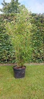 Niet woekerende bamboe  , fargesia robusta campbell, Tuin en Terras, Ophalen