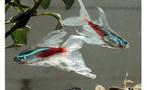 Gezocht diverse soorten tetra's, Dieren en Toebehoren, Vis, Zoetwatervis, Schoolvis