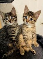 Kittens mix Britse korthaar x mix bengaal mogen verhuizen, Dieren en Toebehoren, Katten en Kittens | Overige Katten, Meerdere dieren