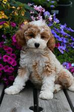 Cockapoo kruising pups, Overige rassen, CDV (hondenziekte), 8 tot 15 weken, Meerdere