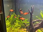 Platy’s, Dieren en Toebehoren, Vissen | Aquariumvissen, Vis