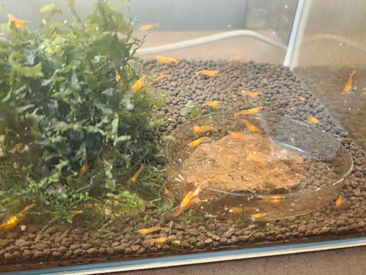 Oranje sakura garnalen, Dieren en Toebehoren, Vissen | Aquariumvissen, Kreeft, Krab of Garnaal