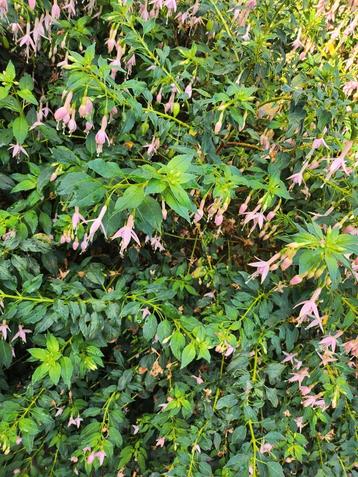Fuchsia struik met roze bloemen beschikbaar voor biedingen