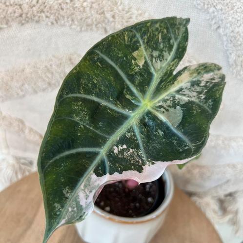 Alocasia nairobi nights variegata, Huis en Inrichting, Kamerplanten, Overige soorten, Minder dan 100 cm, Ophalen of Verzenden
