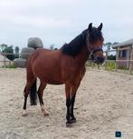 Leuke grote b pony merrie te koop!, Dieren en Toebehoren, Pony's, Merrie, B pony (1.17m tot 1.27m), 3 tot 6 jaar