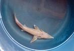 Leuke albino steur, Steur
