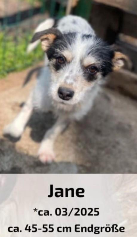 Leuke pupjes ter adoptie, Dieren en Toebehoren, Honden | Niet-rashonden, Middel, Meerdere dieren, Particulier, Meerdere, Buitenland