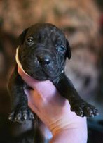 Pitbull terrier pups met stamboom, 8 tot 15 weken, Meerdere, Meerdere dieren, Parvo