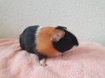 Super lieve jonge cavia zeugjes, Dieren en Toebehoren, Knaagdieren, Cavia, Vrouwelijk, Mei, Tam