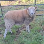 Mooie Swifter dekram, Dieren en Toebehoren, Mannelijk, Schaap
