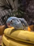 Nog 1 baby vrouwtje forpus voor tam te maken., Meerdere dieren, Dwergpapegaai of Agapornis, Geringd