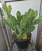 Platte cactus, Ophalen, Vaste plant, Overige soorten