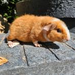 Us teddy beertje 4 weekjes, Dieren en Toebehoren, Mannelijk, Cavia, Voor 1 juli 2024, Tam