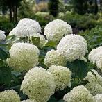 Strong Annabelle, Tuin en Terras, Vaste plant, Halfschaduw, Zomer, Ophalen