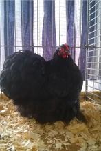 2 hennen zwart cochin kriel  cochinkriel Leeftijd 2024, Dieren en Toebehoren, Pluimvee, Vrouwelijk, Kip
