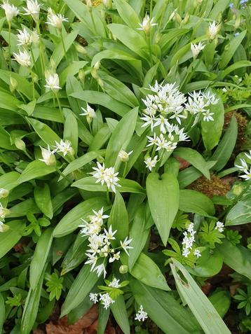 Daslook, wilde plant, bodembedekker