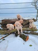 Prachtige labrador x golden retriever pups, Parvo, Overige rassen, 8 tot 15 weken, Meerdere