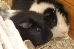 Cavia's, Mannelijk, Cavia