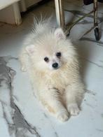 Pomeriaan pup reutje wit, zie omschrijving, Dieren en Toebehoren, Rabiës (hondsdolheid), 8 tot 15 weken, Eén hond, Nederland