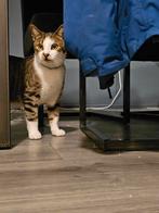 Millow en Missy zoeken een nieuw huisje!, Dieren en Toebehoren, Katten en Kittens | Overige Katten